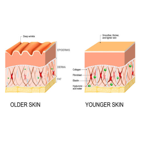 Anti-Wrinkle Skin Care – Lifting, Firming & Fine Line-Fading Essence - Image 7